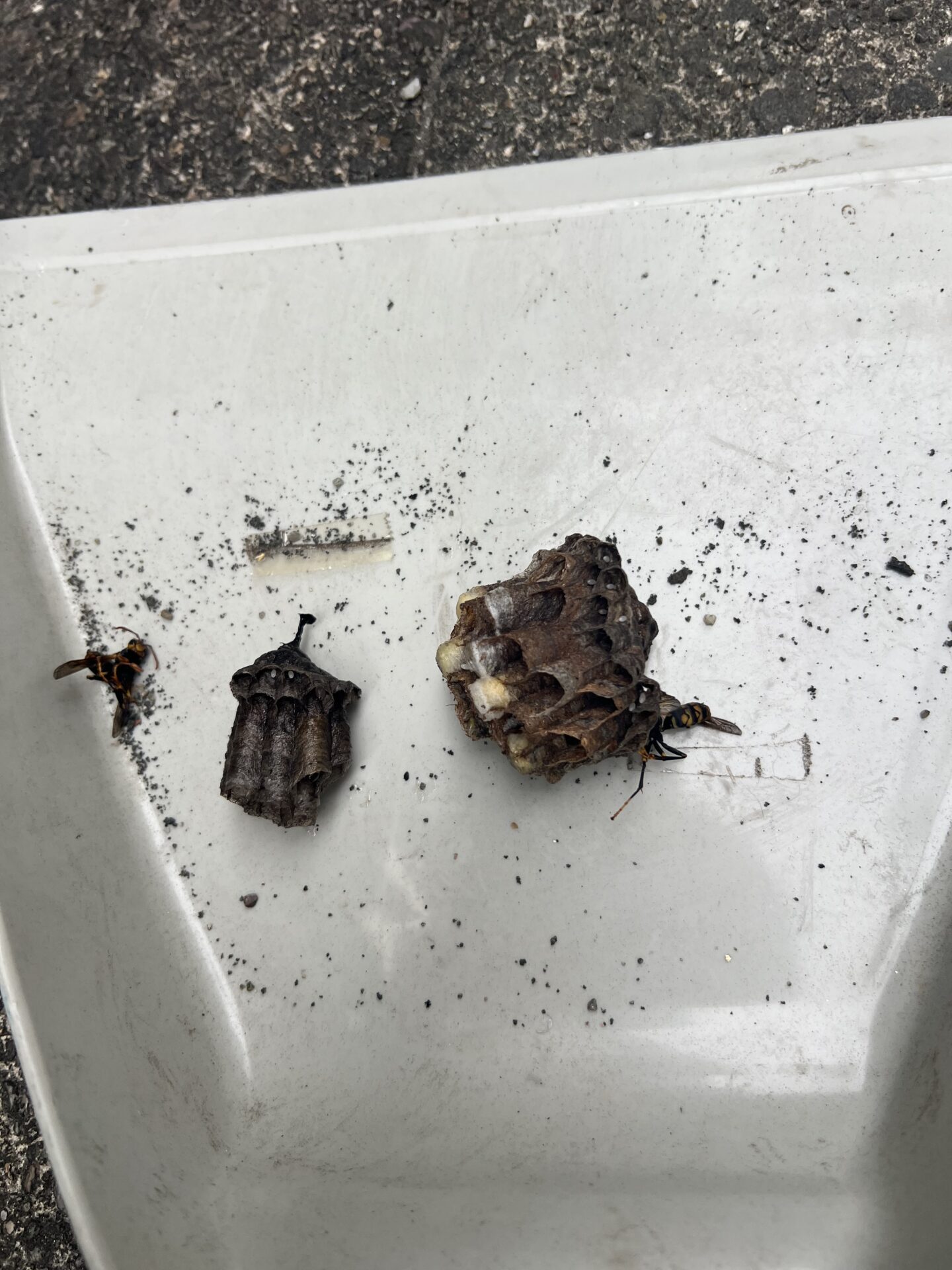 駆除した2つの巣。左が3階軒下の巣、右が自転車置き場の巣。周りに蜂の死骸